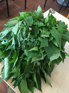 Dadugum (Amis name)--Solanum nigrum in latin. Leaves remind me of young dandelion leaves; tangy, with a light peppery flavor.