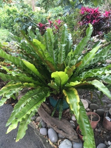 Bird's nest fern grows wild on tree trunks. Young leaves or 'fiddleheads' are sweet and succulent.